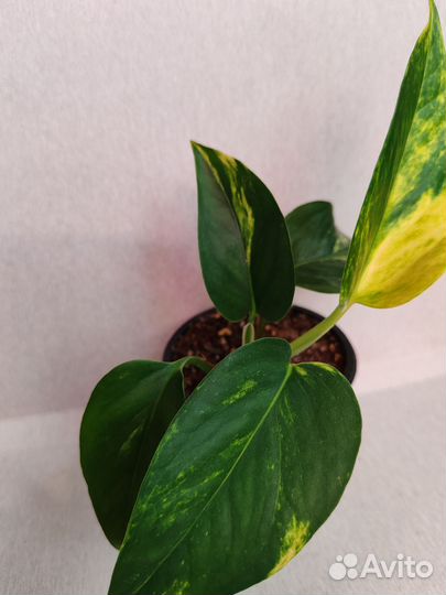 Сциндапсус