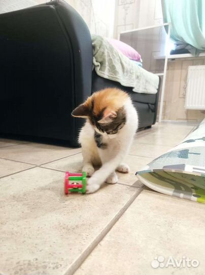 Кошки бесплатно