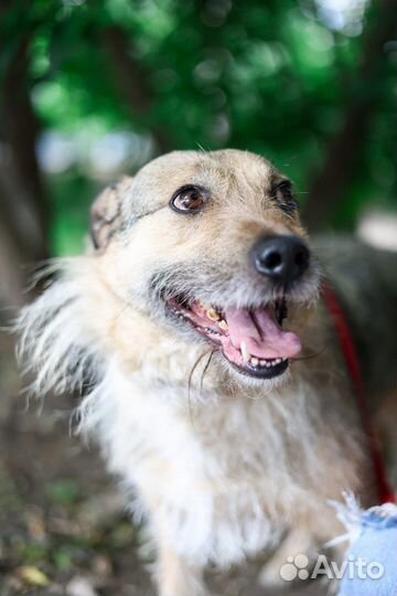 Чудо-собака в поисках дома