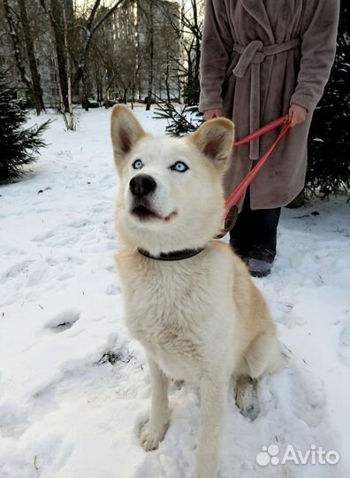 Шикарный Джульбарс