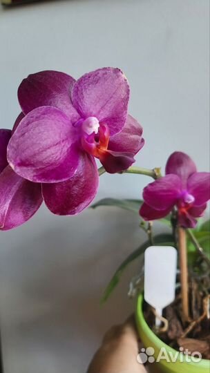 Орхидея фаленопсис