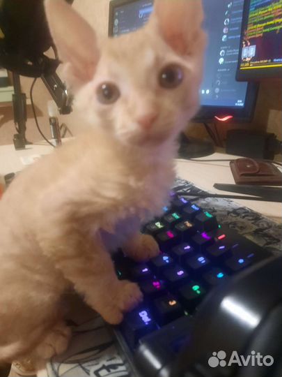 Донской сфинкс, мальчик