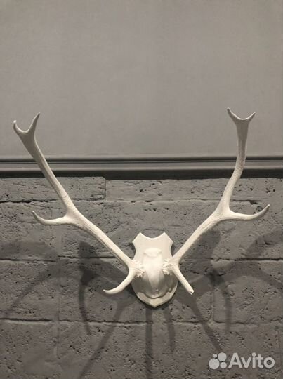 Рога оленя