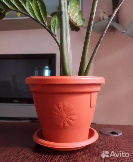 Замиокулькас