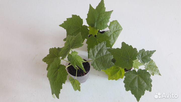 Замечательный Абутилон (черенки)