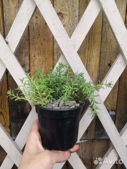 Можжевельник