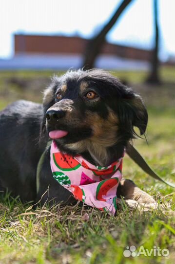 Маленькая собачка Фифа в приюте