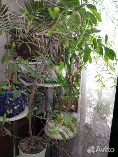 Продам цветы комнатные