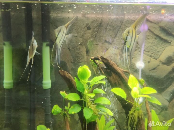 Аквариумные рыбки