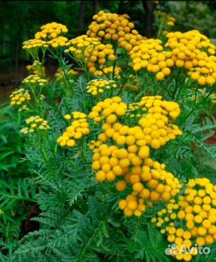 Крупный синий колокольчик 