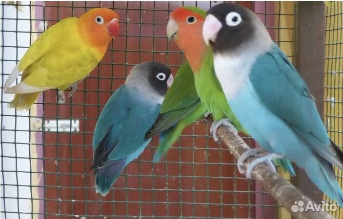 Неразлучники разных видов