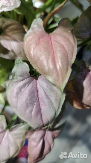 Сингониум малиновый крем