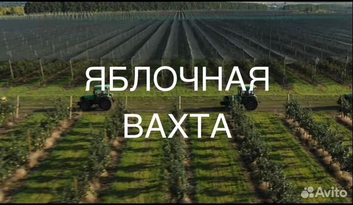 Сборщик яблок вахта Липецк