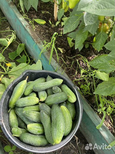 Огурцы свежие домашние