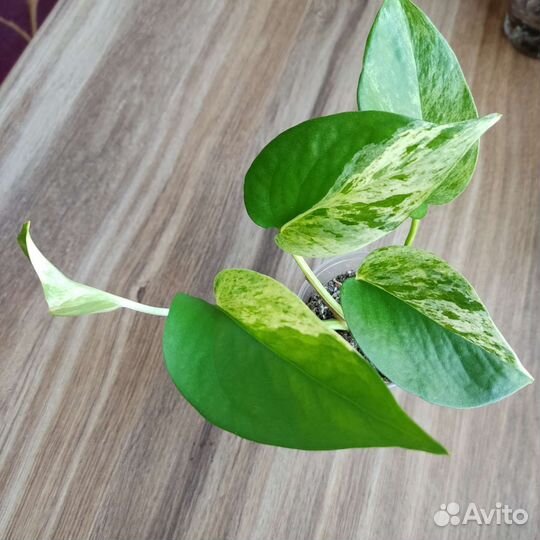 Эпипремнум, Сциндапсус