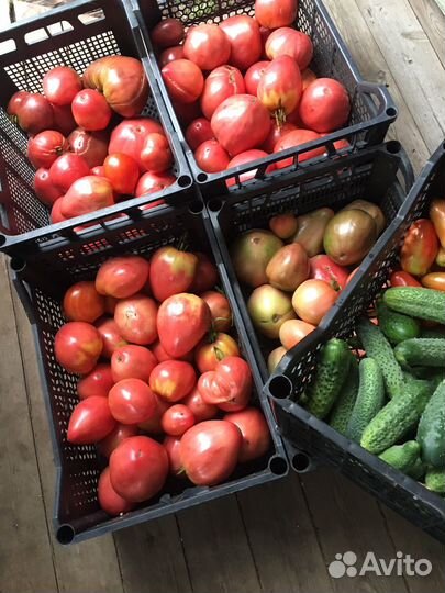 Огурцы помидоры домашние