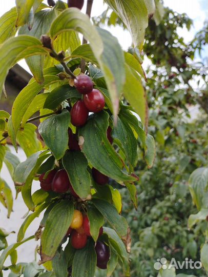 Кизил,ягода