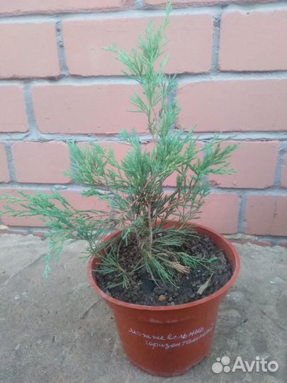 Можжевельник