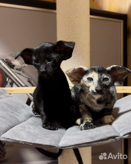 Ориентальная