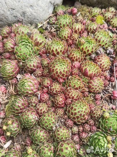 Декоративные цветы