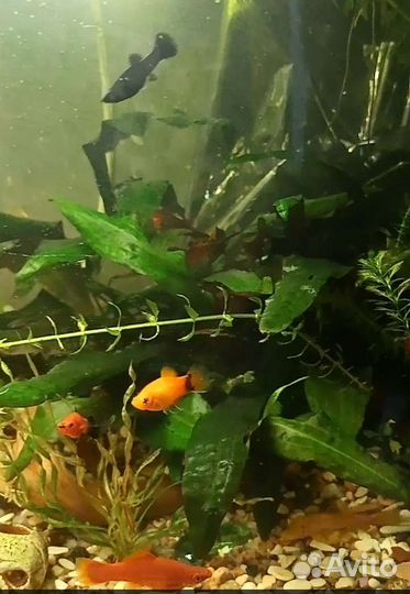 Рыбки, меченосцы, пецилии, молинезии