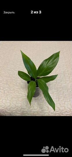 Спатифиллум