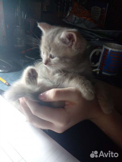 Кошечка в добрые руки