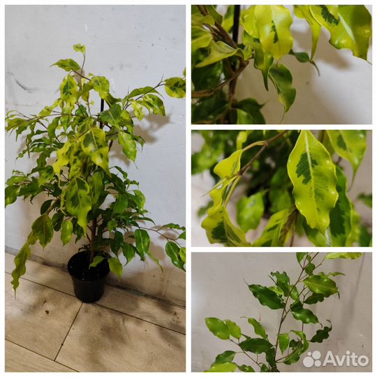 Комнатные растения