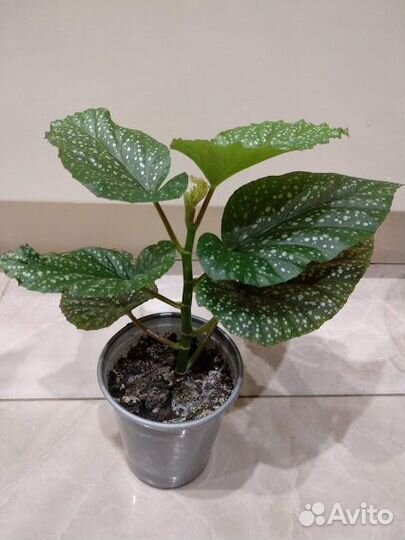 Цветы декоративные,лечебные,цветущие