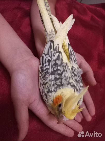 Попугай карелла птенцы