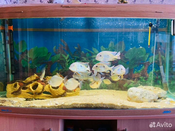 Аквариум