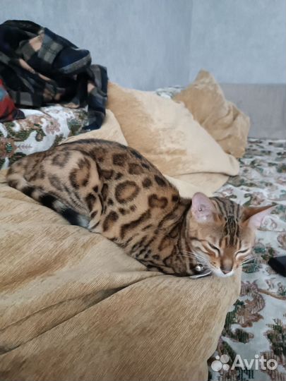 Бенгальская кошка