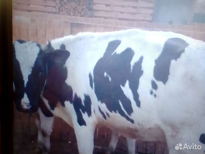 Корова на мясо