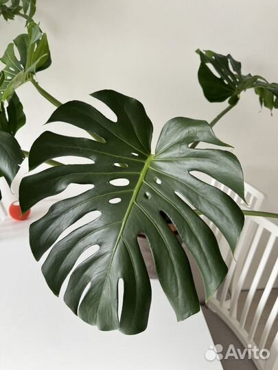 Монстера крупная