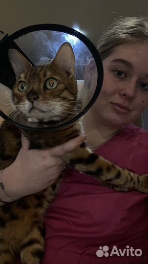 Ветеринарный врач на дом