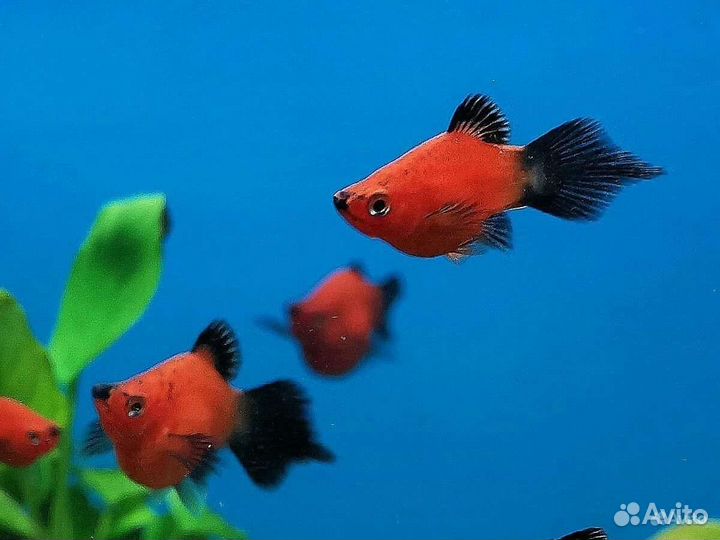 Гуппи металлическая змеиная кожа синий хвост