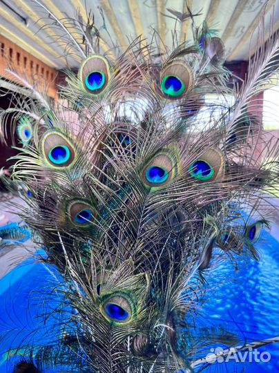 Павлиньи перья