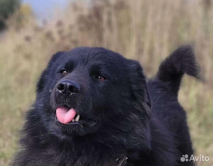 Ласковый и добрый пёс ищет семью