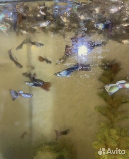 Рыбы гуппи