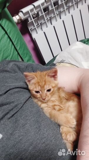 В дар рыжего котенка