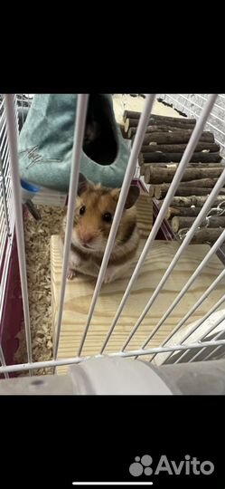 Сирийский хомяк бесплатно