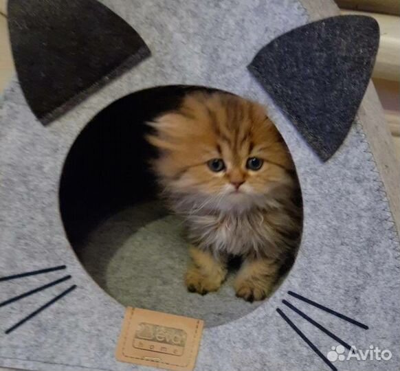 Золотые котята