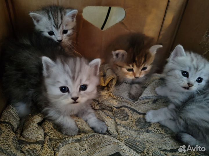 Котята курильский бобтейл