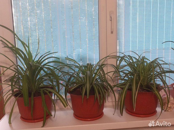 Хлорофитум