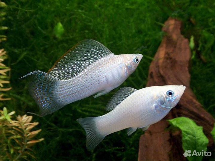 Молинезии, улитки, сомики