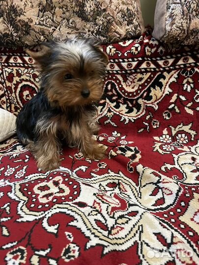 Йоркширский терьер девочка