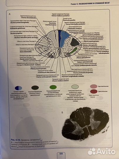 Атлас по неврологии