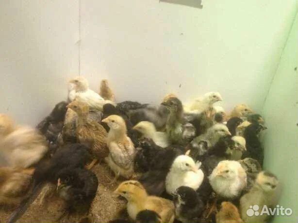 Куры домашние