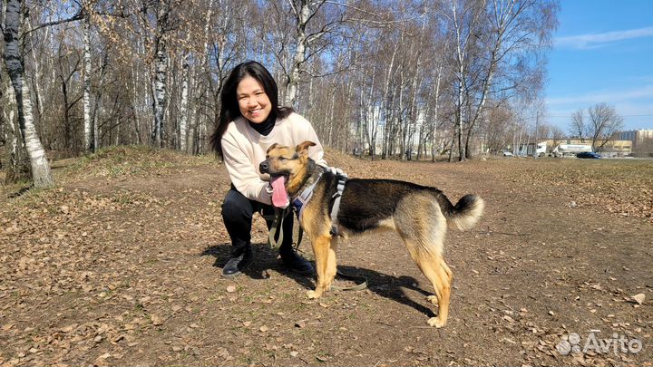 Прогулка с собаками