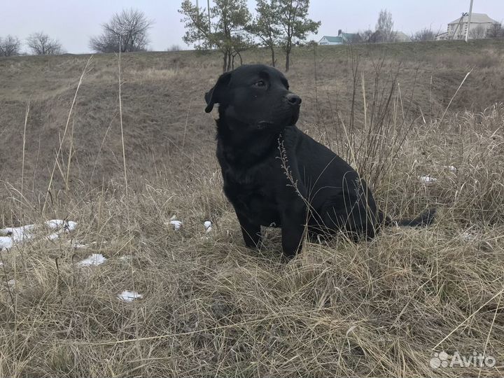 Вязка лабрадор